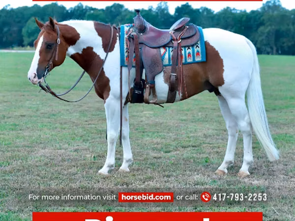 Horse (M), Quarter Horse