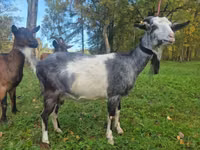 Ziege, Alpine goat — Foto 3