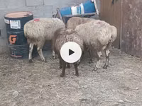 Ido, Sheep — sawirka 4