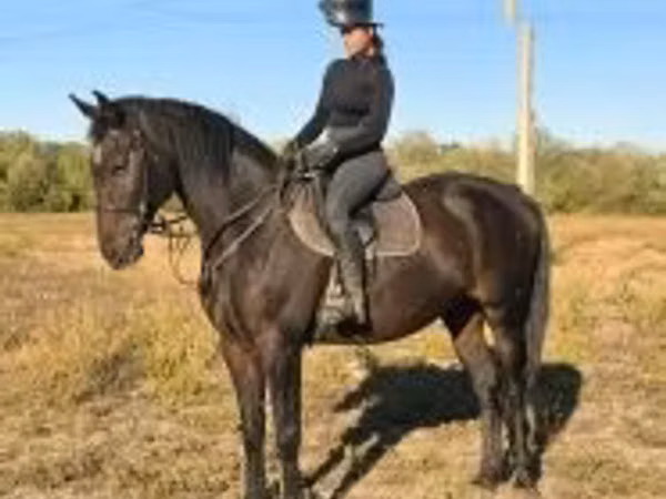 Horse (M), Horses
