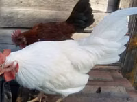 Japanese Bantam — sawirka 3