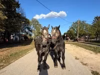 حصان, Percheron — الصورة 6