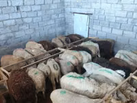भेड़, Beulah Speckled face sheep — फ़ोटो 5