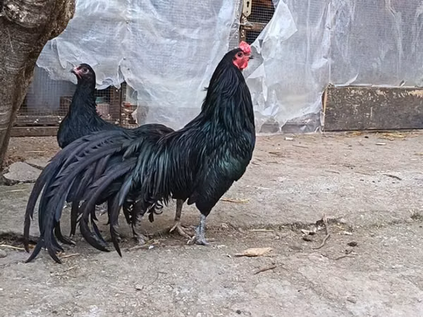 सुमात्रा