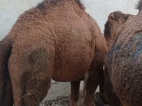 骆驼（批次，未指定性别）, Camels — 照片 3