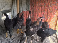 Chickens — फ़ोटो 4