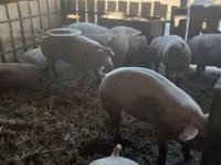 Sow, Pigs — photo 5