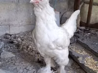 苏丹 — 照片 1