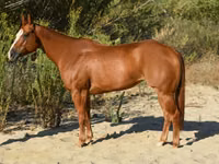 Stute, Quarter Horse — Foto 2