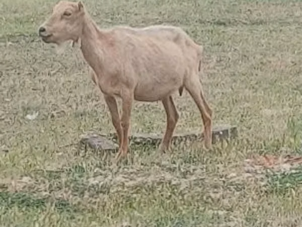 Cabro, Alpine goat