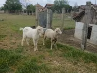 Carnero, Merino sheep — foto 3