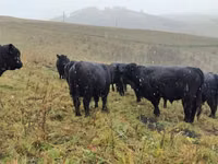 Lo’, Galloway cow — sawirka 4