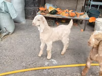 ماعز (دفعة، الجنس غير محدد), Beetal goats — الصورة 3
