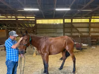 公马, Standardbred — 照片 3