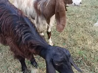 Goat, Damask goat — photo 3