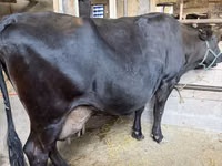 Vaca, Raza Holstein — foto 1