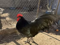 Chickens — 照片 1