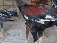 Chickens — 照片 1
