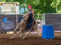 Caballo, Quarter Horse — foto 5