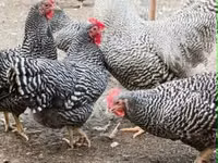 Chickens — 照片 3