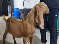 تيس, Kamori goats — الصورة 2