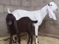 बकरी, Kamori goats — फ़ोटो 2