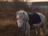 Faras, Shetland Pony — sawirka 8