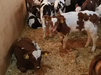 أبقار (دفعة، الجنس غير محدد), Simmental cattle — الصورة 1