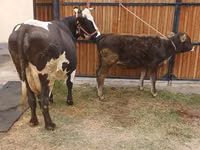Cow, Alatau breed — photo 2