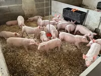Pigs (batch, sex not specified), Pigs — photo 2
