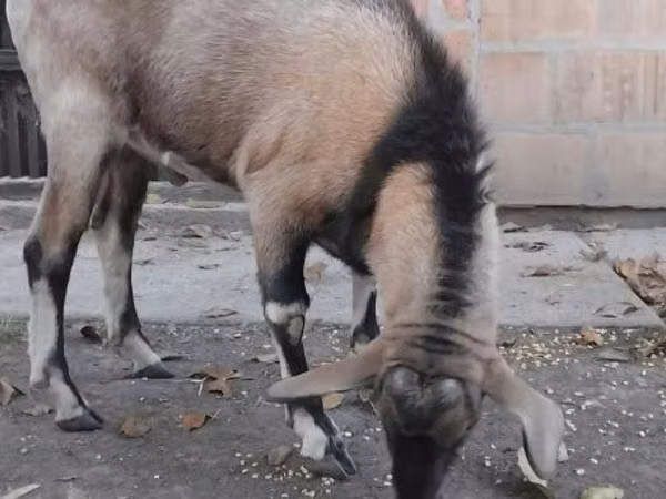 公山羊, Nubian Goat