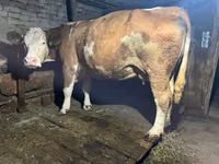 Kuh, Simmental cattle — Foto 1