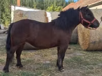 Yegua, Caballos — foto 2