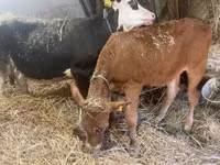 Vaca, Vaca Limousin — foto 2