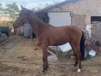 Horse (M), Kisber felver — photo 3