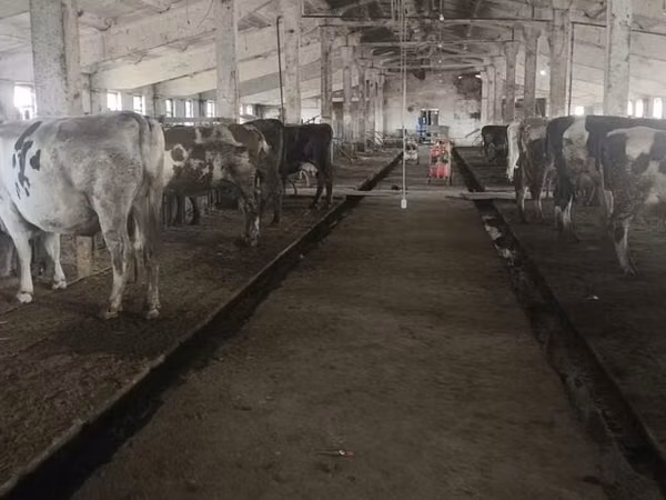 Cow, Holstein breed