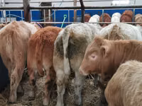 أبقار (دفعة، الجنس غير محدد), Charolais cattle — الصورة 2