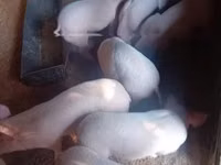 Nguruwe (kikundi, jinsia haijatajwa) — picha 1