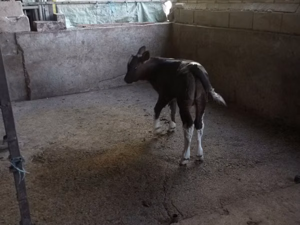 公牛, Cattle