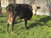 Vaca, Ganado vacuno — foto 3