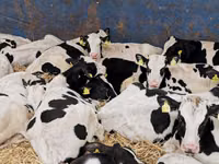أبقار (دفعة، الجنس غير محدد), Simmental cattle — الصورة 6