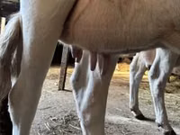 Lo’, British White Cow — sawirka 4