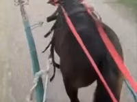 公马, Horses — 照片 2