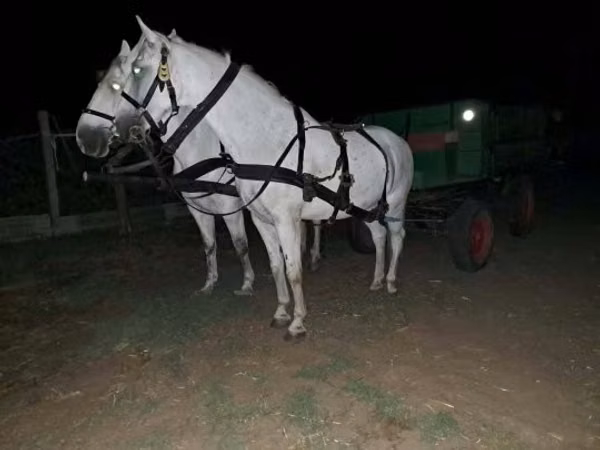 Farasi dume, Farasi