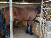 Hengst, Tatar horse — Foto 4