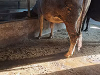 Vaca, Ganado vacuno — foto 5