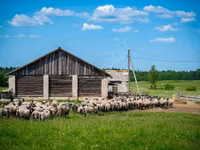 公羊, Romanov sheep — 照片 3