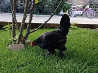 Chickens — photo 2