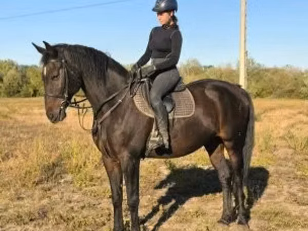 Horse (M), Horses