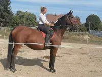 Mare, Hungarian horse breed — photo 1